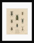 Eight specimens of beetles by J Gumpel junior