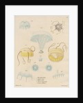 Five specimens of hydrozoa by J Gumpel junior