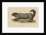 'Arctomys caligata' [Hoary marmot] by C E Weber