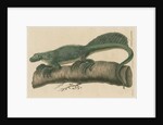 'Istiurus pustulatus' [Philippine sailfin lizard] by Friedrich Guimpel