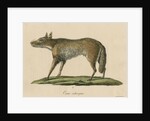 'Canis ochropus' [California valley coyote] by Friedrich Guimpel