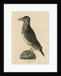 'Chimerina cornuta' [Rhinoceros auklet] by Meno Haas