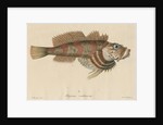 'Blepsias ventricosus' [Red Irish Lord fish] by Friedrich Guimpel