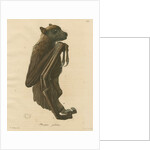 'Pteropus jubatus' [Flying fox] by C E Weber