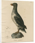 'Ombria psittacula' [Parakeet auklet] by C E Weber