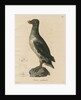 'Ombria psittacula' [Parakeet auklet] by C E Weber