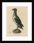 'Ombria psittacula' [Parakeet auklet] by C E Weber
