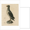'Ombria psittacula' [Parakeet auklet] by C E Weber