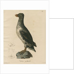 'Ombria psittacula' [Parakeet auklet] by C E Weber