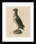 'Ombria psittacula' [Parakeet auklet] by C E Weber