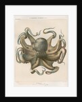 'Octopus vulagaris' [Common octopus] by Antoine Toussaint de Chazal