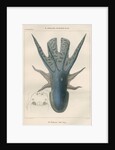'Octopus violaceus' [Violet blanket octopus] by Antoine Toussaint de Chazal