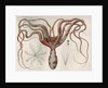 'Octopus macropus' [Atlantic white-spotted octopus] by Antoine Toussaint de Chazal