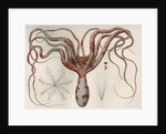 'Octopus macropus' [Atlantic white-spotted octopus] by Antoine Toussaint de Chazal