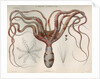 'Octopus macropus' [Atlantic white-spotted octopus] by Antoine Toussaint de Chazal