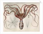'Octopus macropus' [Atlantic white-spotted octopus] by Antoine Toussaint de Chazal