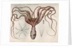 'Octopus macropus' [Atlantic white-spotted octopus] by Antoine Toussaint de Chazal