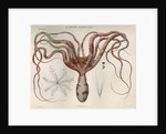 'Octopus macropus' [Atlantic white-spotted octopus] by Antoine Toussaint de Chazal