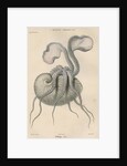 'Argonauta argo' [Greater argonaut] by Antoine Toussaint de Chazal