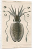 'Sepia officianalia' [Common cuttlefish] by Werner