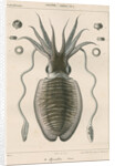 'Sepia officianalia' [Common cuttlefish] by Werner