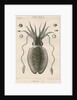 'Sepia officianalia' [Common cuttlefish] by Werner