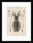 'Sepia officianalia' [Common cuttlefish] by Werner