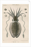 'Sepia officianalia' [Common cuttlefish] by Werner