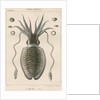 'Sepia officianalia' [Common cuttlefish] by Werner