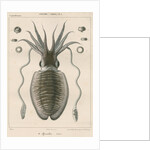 'Sepia officianalia' [Common cuttlefish] by Werner