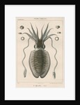 'Sepia officianalia' [Common cuttlefish] by Werner