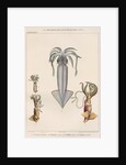 Studies of four varieties of squid by Benard