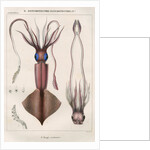 'Onychoteuthe bergii' [Clubhook squid] by Benard