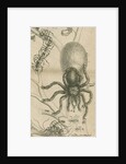 'Leaf cutter ants and spider' by Joseph Mulder