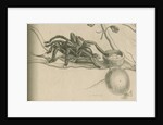 'Bird-eating spider with humming bird' by Joseph Mulder
