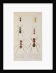 Six species of ant Six species of ant by West