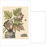 'The hand of a boy with a distempered skin, and a branch of the common Service Tree' by George Edwards