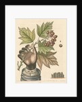 'The hand of a boy with a distempered skin, and a branch of the common Service Tree' by George Edwards
