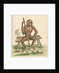 'The man of the woods' [Orangutan] by George Edwards