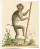 'The pig-tailed monkey from the Island of Sumatra...' [Pig tailed macaque] by George Edwards