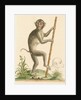 'The pig-tailed monkey from the Island of Sumatra...' [Pig tailed macaque] by George Edwards