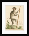 'The pig-tailed monkey from the Island of Sumatra...' [Pig tailed macaque] by George Edwards