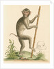 'The pig-tailed monkey from the Island of Sumatra...' [Pig tailed macaque] by George Edwards