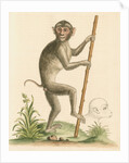 'The pig-tailed monkey from the Island of Sumatra...' [Pig tailed macaque] by George Edwards