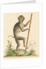 'The pig-tailed monkey from the Island of Sumatra...' [Pig tailed macaque] by George Edwards