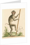 'The pig-tailed monkey from the Island of Sumatra...' [Pig tailed macaque] by George Edwards