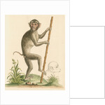 'The pig-tailed monkey from the Island of Sumatra...' [Pig tailed macaque] by George Edwards