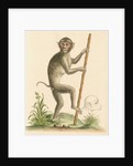 'The pig-tailed monkey from the Island of Sumatra...' [Pig tailed macaque] by George Edwards