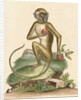 'The St Jago monkey' [Green monkey] by George Edwards