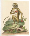 'The St Jago monkey' [Green monkey] by George Edwards
